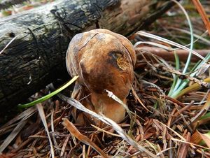 Klikni pro velký obrázek