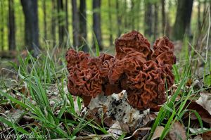 Ucháč svazčitý - Gyromitra fastigiata (Krombh.) Rehm