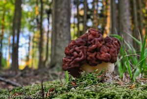 Ucháč obecný - Gyromitra esculenta (Pers.) Fr. 1849