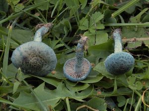 Límcovka modrá - Stropharia caerulea Kreisel 1979