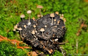 Křehutka výkalová - Psathyrella tenuicula (P. Karst.) Örstadius & Huhtinen 1996