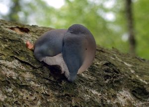 Hlíva ústřičná - Pleurotus ostreatus (Jacq.) P. Kumm. 1871