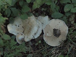 Běločechratka obrovská - Leucopaxillus giganteus (Sibth.) Singer