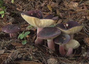 Holubinka jízlivá - Russula sardonia  Fr. 1838