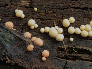 Vlčí mléko červené - Lycogala epidendrum (J.C. Buxb. ex L.) Fr.