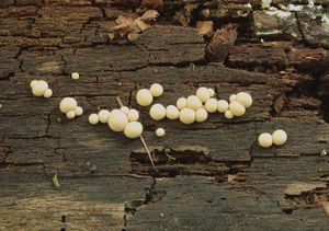 Vlčí mléko červené - Lycogala epidendrum (J.C. Buxb. ex L.) Fr.
