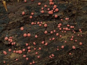 Vlčí mléko červené - Lycogala epidendrum (J.C. Buxb. ex L.) Fr.