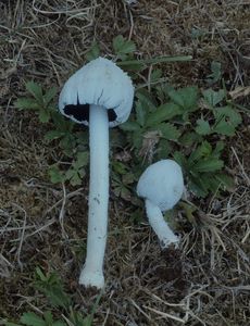 Hnojník sněžný - Coprinopsis nivea (Pers.) Redhead, Vilgalys, et Monclavo