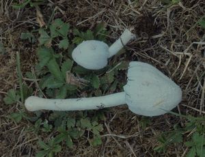 Hnojník sněžný - Coprinopsis nivea (Pers.) Redhead, Vilgalys, et Monclavo