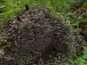 Hnojník nasetý - Coprinellus disseminatus (Pers.) J.E. Lange 1938