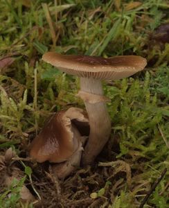 Polnička lysá - Agrocybe erebia (Fr.) Kühner