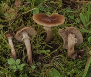 Polnička lysá - Agrocybe erebia (Fr.) Kühner