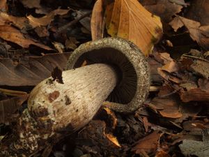 Čirůvka šupinkatá - Tricholoma squarrulosum Bres.