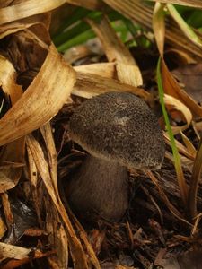 Čirůvka šupinkatá - Tricholoma squarrulosum Bres.