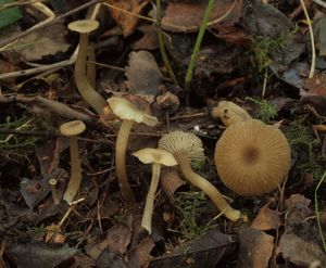 Závojenka olivaceotinctum - Entoloma olivaceotinctum Noordel.