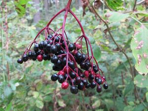 Bez černý (Sambucus nigra)