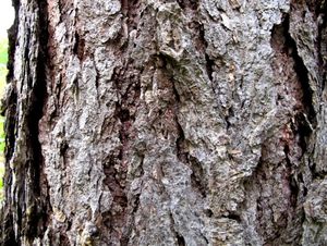 Modřín opadavý (Larix decidua)