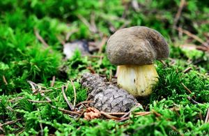 Klikni pro velký obrázek