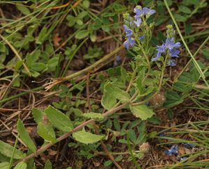 Rozrazil rozprostřený  (Veronica prostrata)