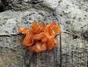 Rosolovka listovitá - Tremella foliacea Pers. 1800