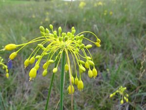 Česnek žlutý (Allium flavum)