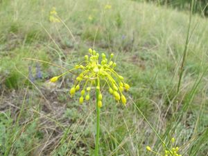 Česnek žlutý (Allium flavum)