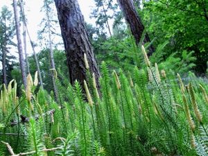 Plavuň pučivá (Lycopodium annotinum)