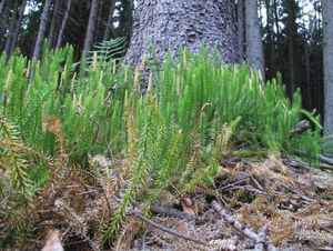 Plavuň pučivá (Lycopodium annotinum)