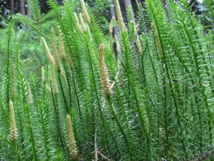 Plavuň pučivá (Lycopodium annotinum)