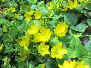 Vrbina penízková (Lysimachia nummularia)