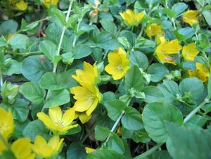 Vrbina penízková (Lysimachia nummularia)