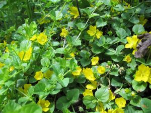 Vrbina penízková (Lysimachia nummularia)