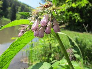 Kostival lékařský (Symphytum officinale)