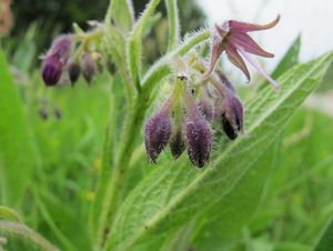 Kostival lékařský (Symphytum officinale)