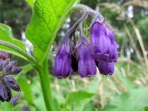 Kostival lékařský (Symphytum officinale)