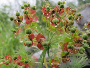 Pryšec chvojka (Euphorbia cyparissias)