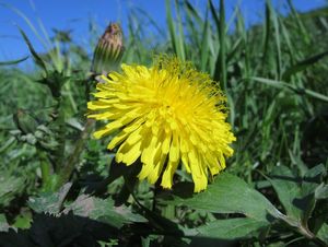 Smetánka lékařská (Taraxacum officinale)