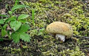 Klikni pro velký obrázek