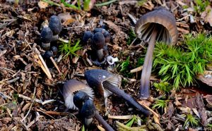 Helmovka bělomléčná - Mycena galopus var. nigra Rea