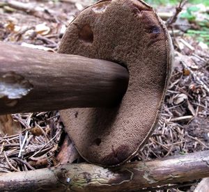 Hřib nachovýtrusý - Porphyrellus porphyrosporus (Fr.) E.-J. Gilbe