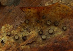 Hvězdnatka ozdobná - Coccomyces coronatus (Schumach.) De Not