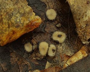 Hvězdnatka ozdobná - Coccomyces coronatus (Schumach.) De Not