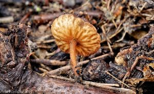 Klikni pro velký obrázek