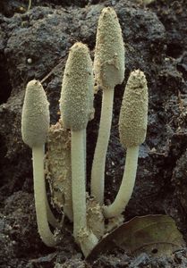 Hnojník trojvýtrusý - Coprinopsis trispora (Kemp & Watling) Redhead, Vilgalys & Moncalvo