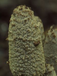 Hnojník trojvýtrusý - Coprinopsis trispora (Kemp & Watling) Redhead, Vilgalys & Moncalvo