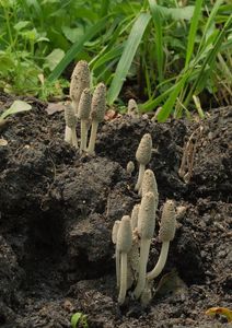 Hnojník trojvýtrusý - Coprinopsis trispora (Kemp & Watling) Redhead, Vilgalys & Moncalvo