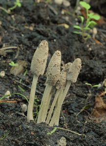 Hnojník trojvýtrusý - Coprinopsis trispora (Kemp & Watling) Redhead, Vilgalys & Moncalvo