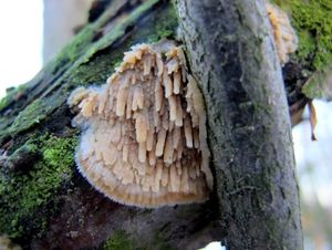 Struhák blanitý - Radulomyces molaris