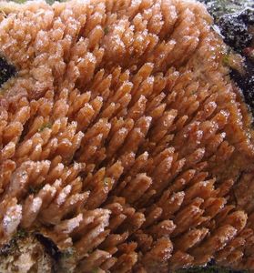 Struhák blanitý - Radulomyces molaris