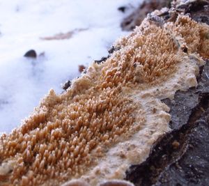 Struhák blanitý - Radulomyces molaris